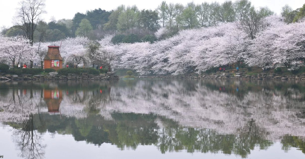 鲜花迎盛世,畅游樱花海,湖南省森林植物园名花节快讯